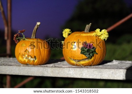 Carved Pumpkins for Halloween in autumn