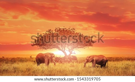 African elephants at sunset. Africa. Tanzania. Serengeti national park. 