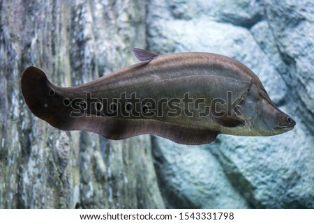 Clown featherback, Clown knifefish, Freshwater fish that is displayed in the aquarium  