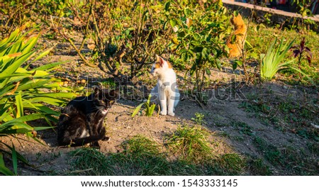 many cats, of all colors, orange, black, white playing outside in the dirt among the green leaves and trees
