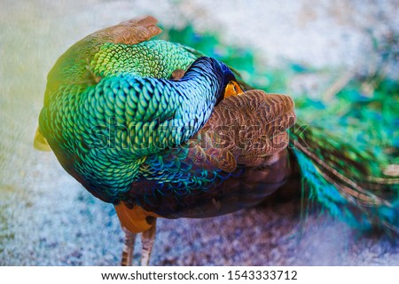 Portrait of beautiful peacock with feathers out. Peacock wallpaper.