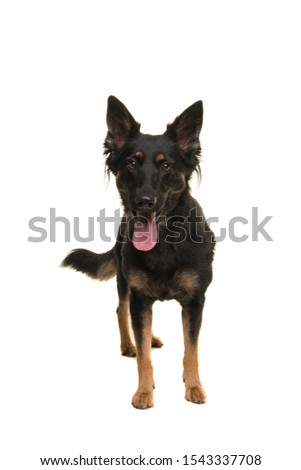 Standing Bohemian shepherd looking at the camera isolated on a white background