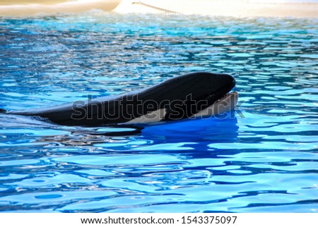 dolphin in water, digital photo picture as a background , Beautiful Background digital image