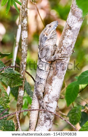 lizard on tree, photo as a background