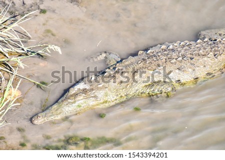 crocodile with mouth wide open, photo as a background , Beautiful digital image