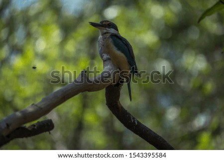 Sacred kingfisher in a tree 