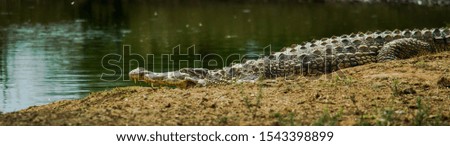 Crocodile basking in the morning sun
