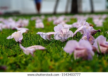 Natural pink flowers falling into the ground with green soft grass and a blurred background