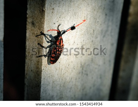 some wild bug picture present