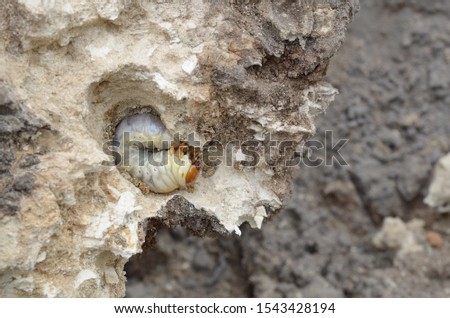 View of the chafer beetle larva in a hole eaten in an old tree root. The larva eats the root.