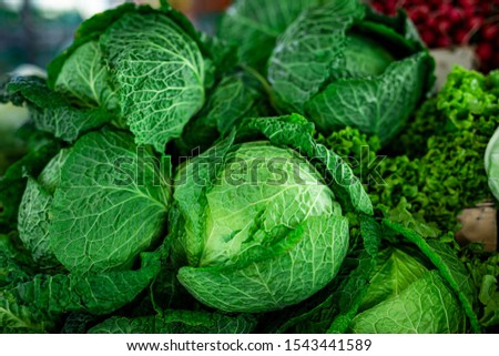 Picture of beautiful fresh kale