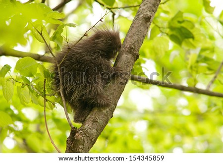 North American porcupine, Erethizon dorsatum,  climbing up a tree trunk