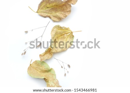 Isolated autumn leaves and plants with place for your text on white background. fall flat lay, top view creative objects. Elements for Thanksgiving day design