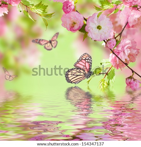 Pink flower of an Oriental cherry in and butterfly Royalty-Free Stock Photo #154347137