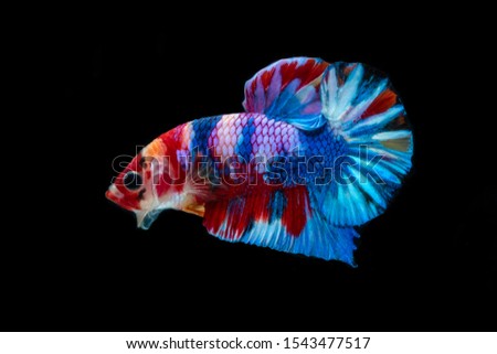 Siamese fighting fish, on a black background.