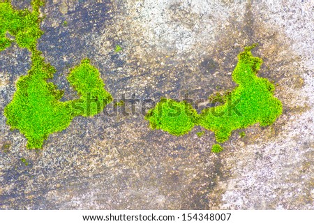 Moss on floor texture background.