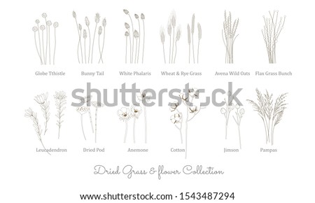 set of wild grass, grain, cereal and Dried flowers in vector line art style. Grass Collection for bohemian wedding and decoration Royalty-Free Stock Photo #1543487294