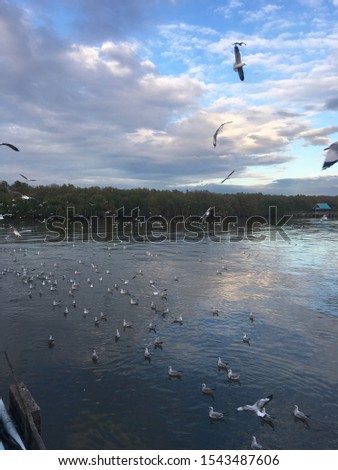 Birds flying above the sea. Well known as Seagulls that migrate to Southeast Asia in warm winter at Bang Pu, Samut Prakan, Thailand.  The picture was taken in December 2017.