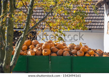 Fresh healthy bio pumpkins on farmer agricultural market at autumn. Healthy food. Halloween preparation for celebration. October tradition. Thanksgiving festival.