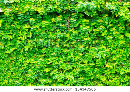 Green creeper on wall beautiful texture background.