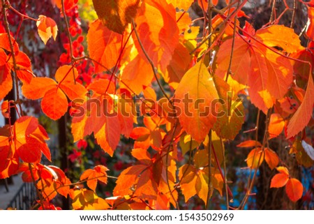 Autumn leaf nature background. Red and orange leaves in the sun.