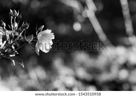 Black and white photo white rose. Fragile rose.