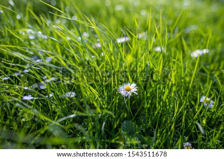 White wildflowers on blurred background