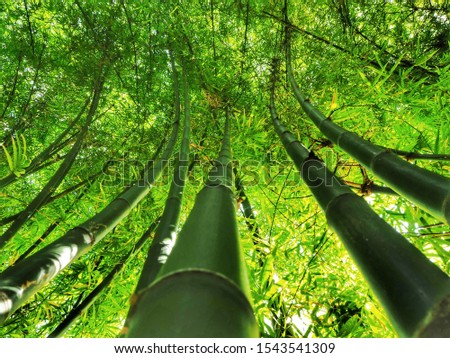 A low-angle shot of a straight green bamboo tree that is the panda's food in China. 