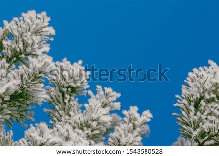 Winter background with pine branches covered with snow, Christmas rime on firtree, macro blue sky tones, copy space for text
