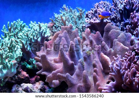 Marine background with reefs and living corals. Sea and ocean life backdrop with blue water. Underwater inhabitants. Diving or oceanarium or aquarium picture