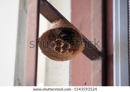 A lesser banded hornet ( Vespa affinis ) is building the first layer of its nest on the brown window grill in a house. The wasp nest with egg close-up picture.