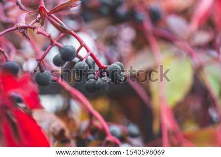 Autumnal view of ivy blue berries and red foliage. Hedera helix (common ivy, English ivy, European ivy)