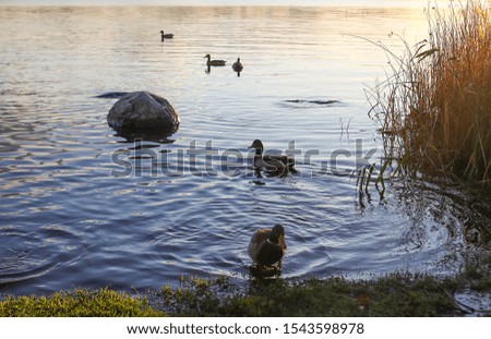 Wild ducks near the river.