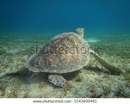 Green Turtle (Chelonia Mydas) morning at sea.                      