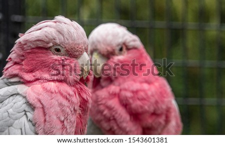 Close up low angle view of Pink and White Galah Galah's showing head plumage feathers eyes and beak. Heads together preening each other, affectionate, togetherness, loving image
