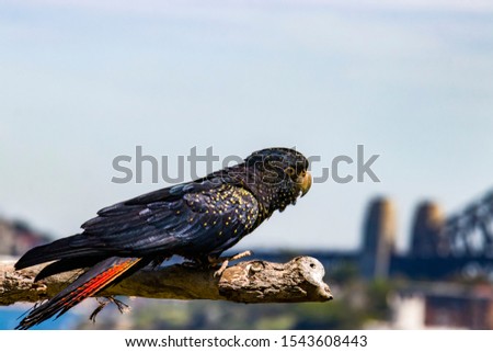 The red-tailed black cockatoo (Calyptorhynchus banksii) stands on branch. The bokeh background is the skyline of Sydney Australia.