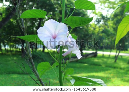 White morning glory flowers on the tree