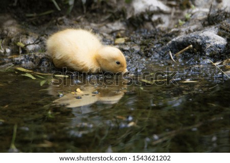 Tiny yellow baby Ducklings swimming on the river. 