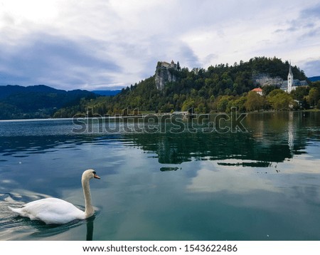Swan on Lake Bled observing Bled Castle.