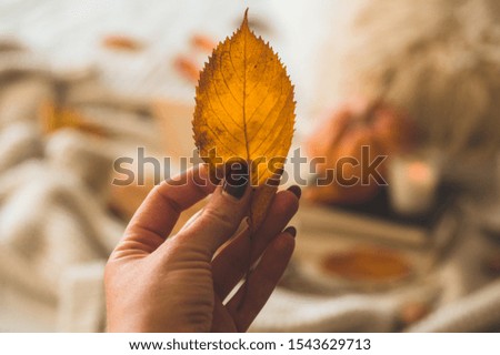 Woman holds an orange-gold autumn leaf in her hands. Focus on female hands with an autumn leaf.