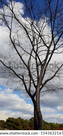 This picture of the tree was taken in late fall.