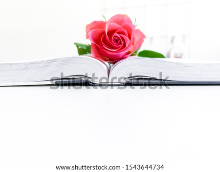 Bible flat lay with red/pink rose, pedals, open journal and open book on white background. Space for text