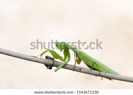Mantis Praying at Perched on a brown and branch With a white background.