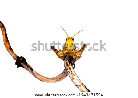 Image of Brown grasshopper, insect ,On a branch, Isolated on the white backgroun