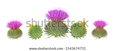 Milk thistle flower buds isolated on a white background