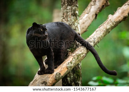 Black panther on the tree in the jungle