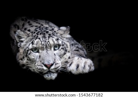 Snow leopard with a black background