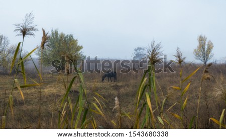 Horse in the autumn morning mist rural landscape 