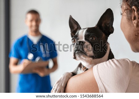 Closeup of cute boston terrier dog at clinic with owner. African woman carrying her pet at vet hospital. Girl holding puppy and visiting clinic for regular checkup. Pet care concept.