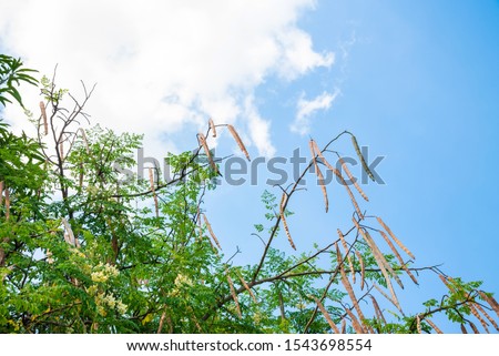Bright blue sky and white clouds with treetops and many pods, Thailand, wallpaper and background, copy space